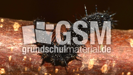 Tagpfauenauge-Raupe (9).jpg